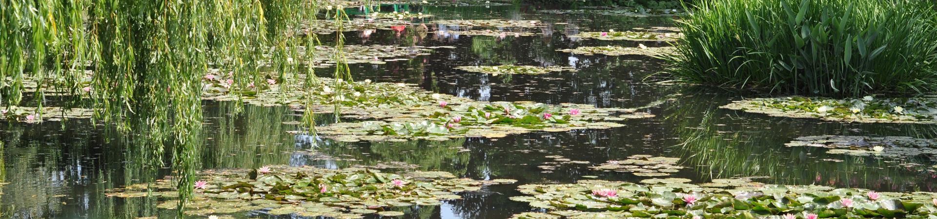 Cedars of Giverny