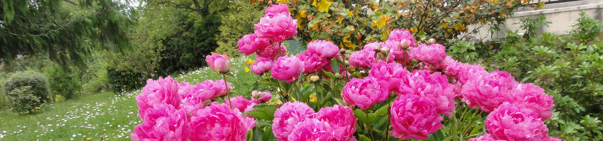 Cedars of Giverny