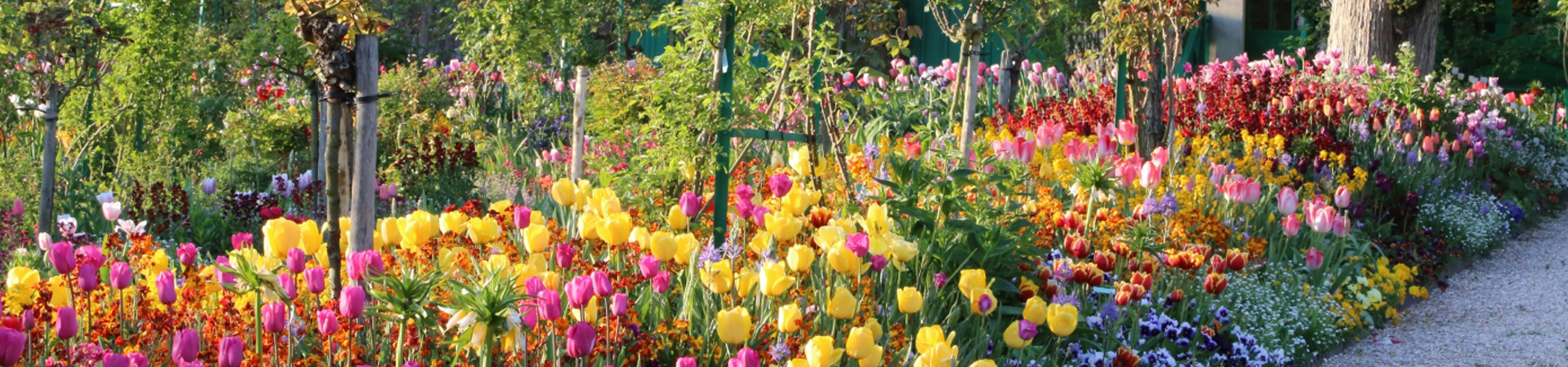 Cedars of Giverny